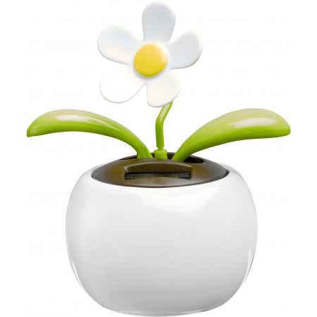 Solar flower., white