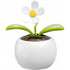 Solar flower., white
